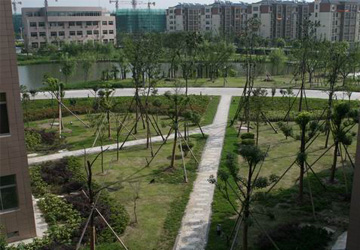 泰兴市行政办公中心大院景观绿化
