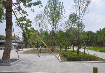 泰州华侨城商业街绿化施工实景